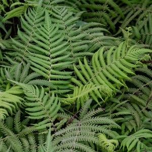 Meet your Posher, E.